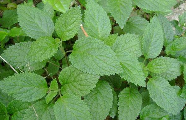 农村能吃的100种野菜图片，有哪些野菜可以吃