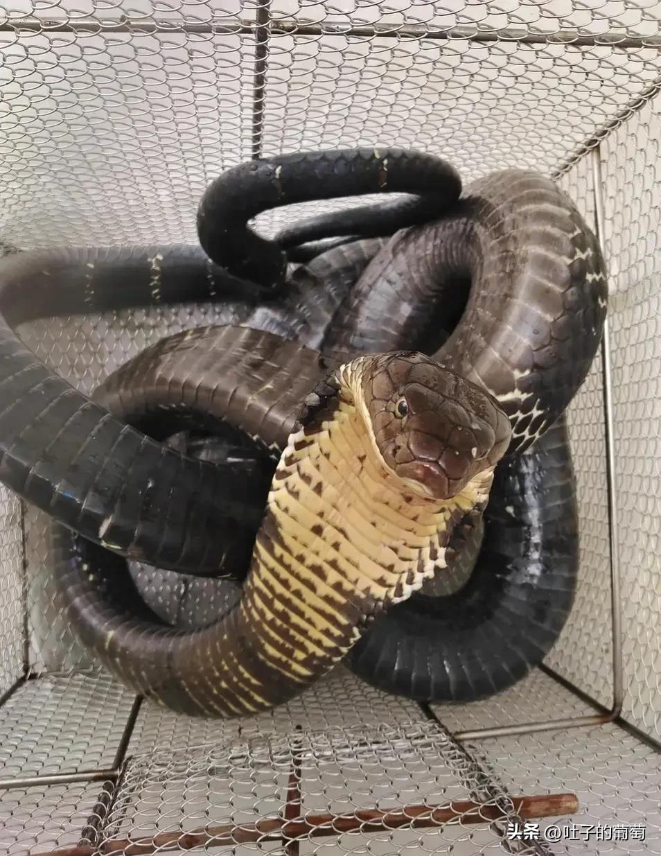 眼镜王蛇无敌啊,体长五米,毒液免疫,活该你牛