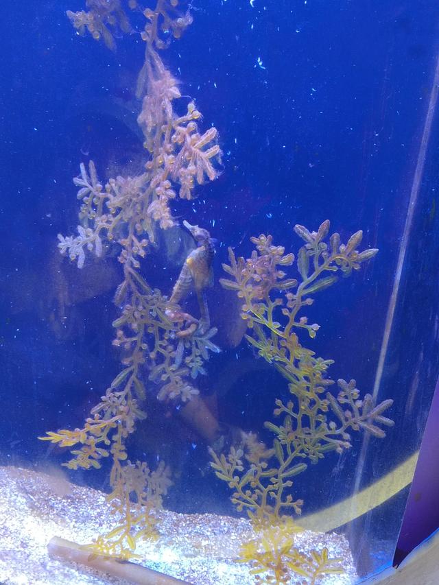 厦门椰风寨游乐场，厦门十大人少好玩的景点是什么（厦门旅游推荐之椰风寨海洋科普乐园）