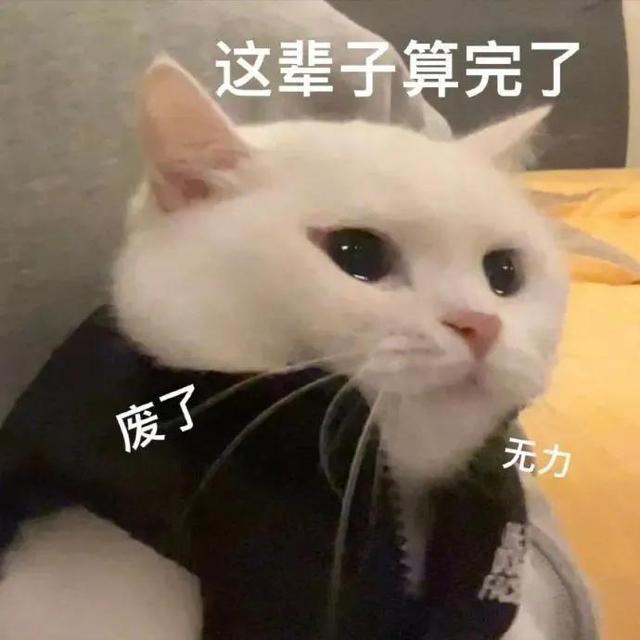 猫猫表情包，猫猫虫表情包（你家里是开幼儿园的吗图片）