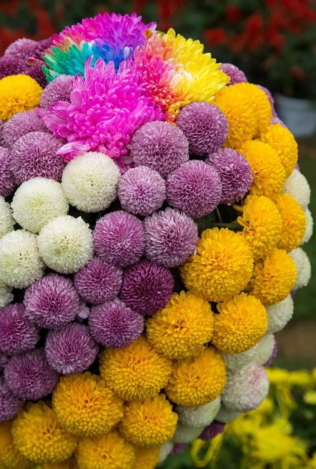 菊花有七种颜色，菊花有哪几种（七彩菊花艳丽多姿图片大赏）