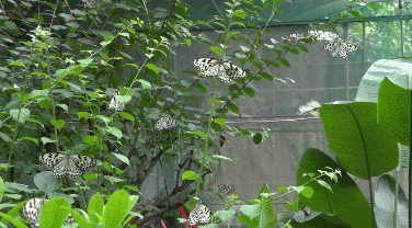 蝴蝶的家在哪里，蝴蝶的家在哪里呀正确答案（“元江籍”蝴蝶在这里繁育）