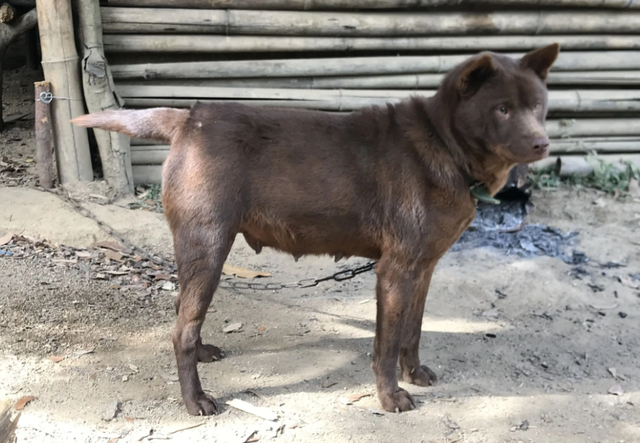 牛的幸运色是什么颜色，97年属牛的幸运色是什么颜色（“山牛红犬”为什么越来越多人喜欢）