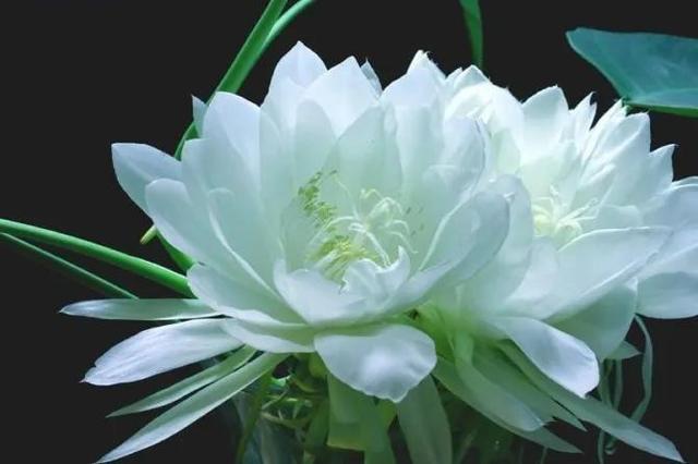 鲜花图片，鲜花图片下载 免费（分享图片：60款精美花卉图）