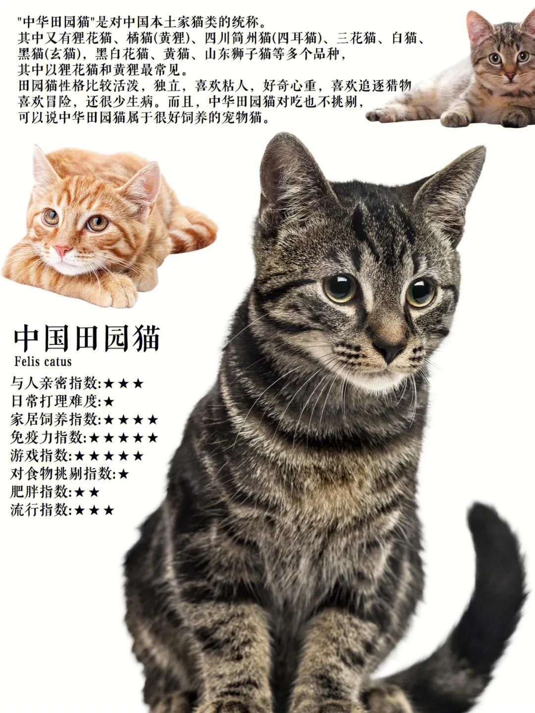 异国短毛猫多少钱 短毛猫价格多少钱一只