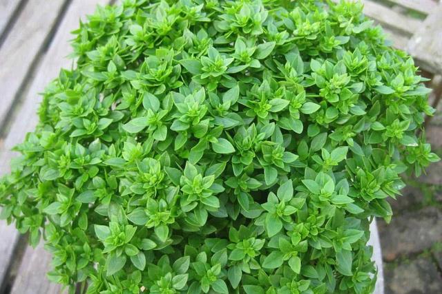 大叶荆芥怎么吃,大叶荆芥的功效与作用(罗勒,圣罗勒,甜罗勒和河南"