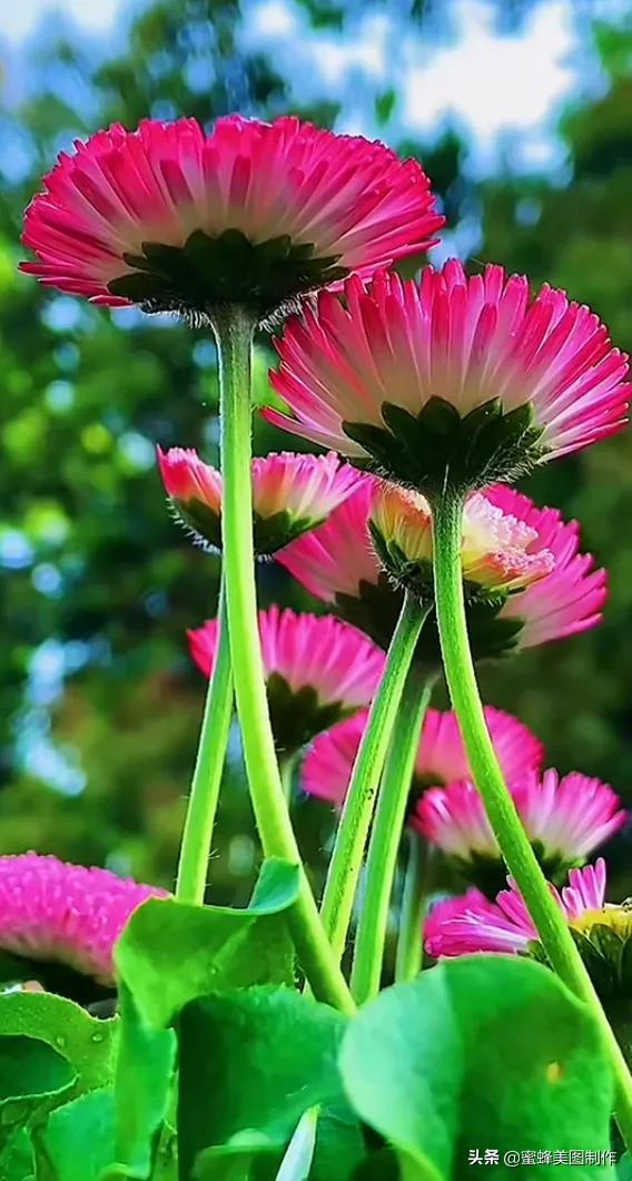 女人犹如鲜花,需要精心爱护滋养才能绽放美丽动人的花儿.