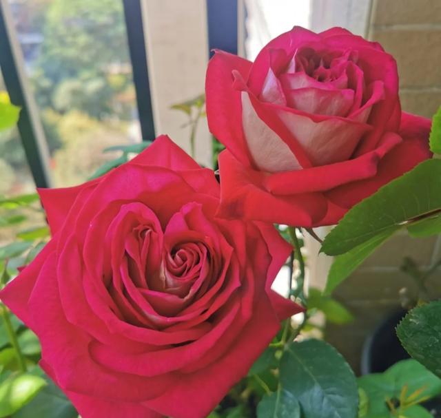 梦露和艾莎月季的区别，月季梦露百科（12种大花月季）