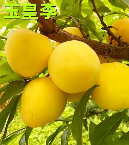 多地种植的 红美人李子 8915多地栽培的 美人醉李子 8915福建