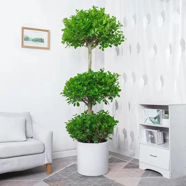 最招财又聚财的东西,十大招财吉祥物(6种带"钱"的花草)