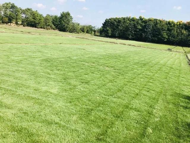 农业种植致富项目，10个农业致富项目（在农村种植什么赚钱快又赚钱）