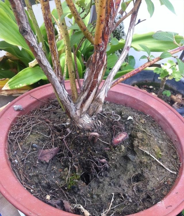 开心果是什么树的果实，开心果是什么树的果实图片大全（阳台可种“4种果”）