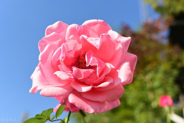 香水月季的养殖方法，香水月季的养法