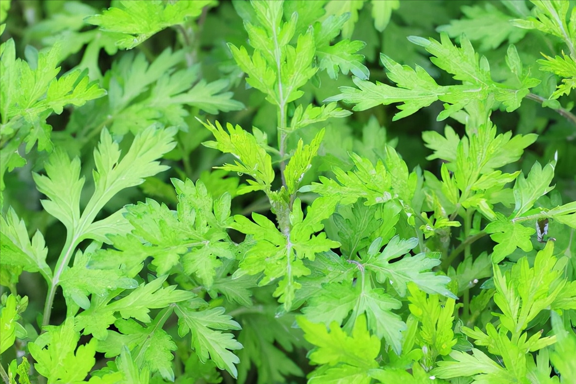 野生艾草,属于一种野生纯天然植物,叶子和茎带有清香的气味.