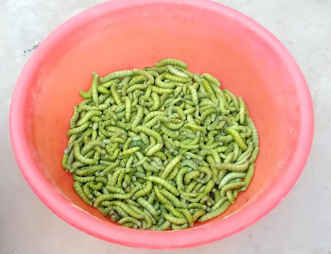 豆虫怎么吃(豆青虫吃法图片)