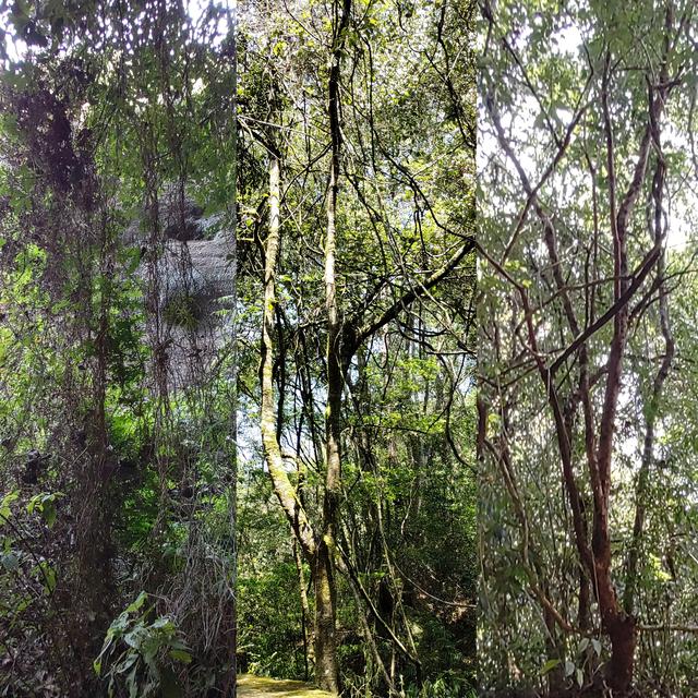 杭州二日游攻略，杭州二日游攻略自由行（杭州-武夷山二日游之绿野仙踪漫游道）