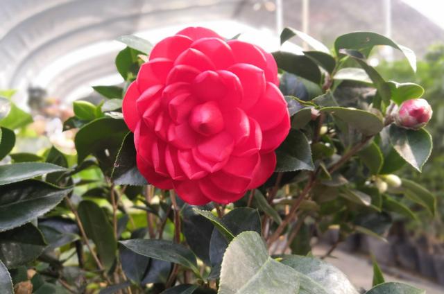 茶花树的养殖方法，花朵大、花期长、越冷越多花