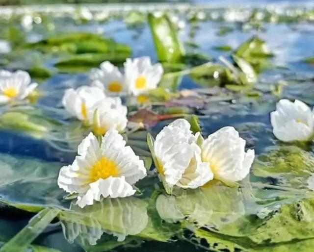 水性杨花是什么意思，海菜花为啥叫水性杨花（与“水性杨花”来场美妙的邂逅吧）