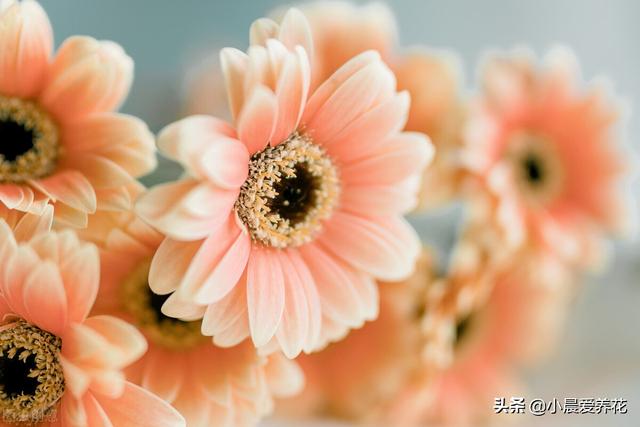 扶郎花（扶郎花花束，花农教你三个养护要点（扶郎花花束图片 花语）