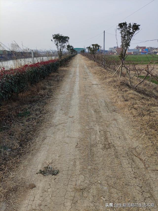 蜀黍怎么读是什么意思，蜀黍怎么读音是什么意思（我眼中的定西方言）