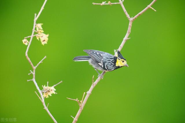 与春天有关的成语，春天的成语有哪些（春天的描写与成语）