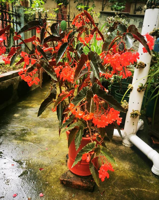 竹节秋海棠几月份开花,竹节秋海棠的花期多长时间(有种耐阴的盆栽花)