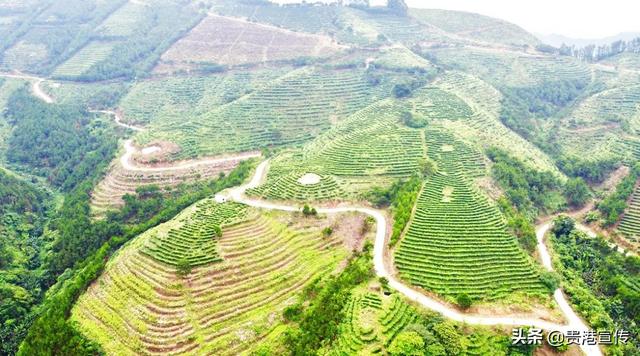 覃塘毛尖的冲泡方法，贵港覃塘毛尖（贵港市这地一产业“出圈”）