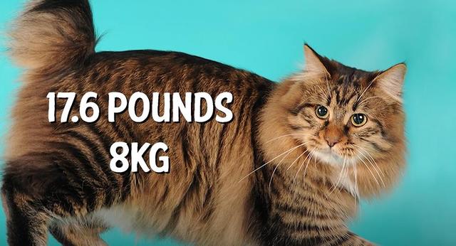 猫的种类图片及名称，猫的种类图片及介绍（猫的种类和性格特点）