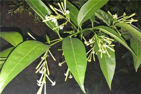 香水百合有毒吗，香水百合有毒吗 能放在卧室里吗（家有小孩请远离）