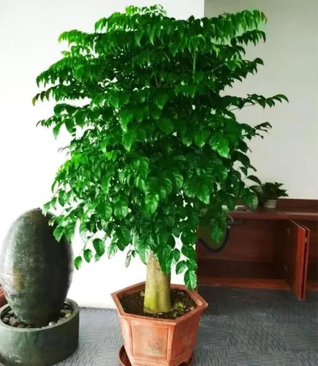 各种树木的名称及寓意，100种寓意好的植物名字（5种“富贵树”）