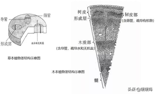 草履虫的结构，草履虫的结构层次模式图（应考技巧丨初中生物识图题常用结构示意图）