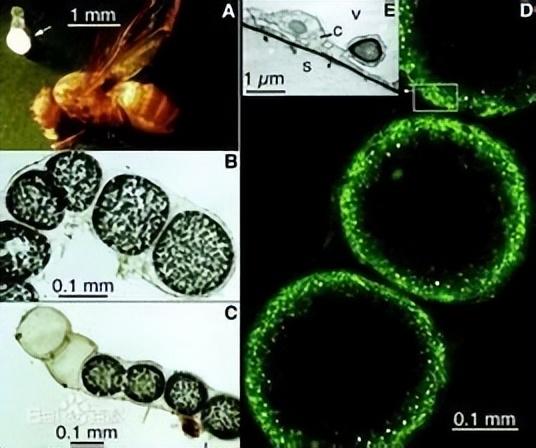 世界上最小的活生物体，地球上最小的自然生物（科学家发现有史以来最大细菌）