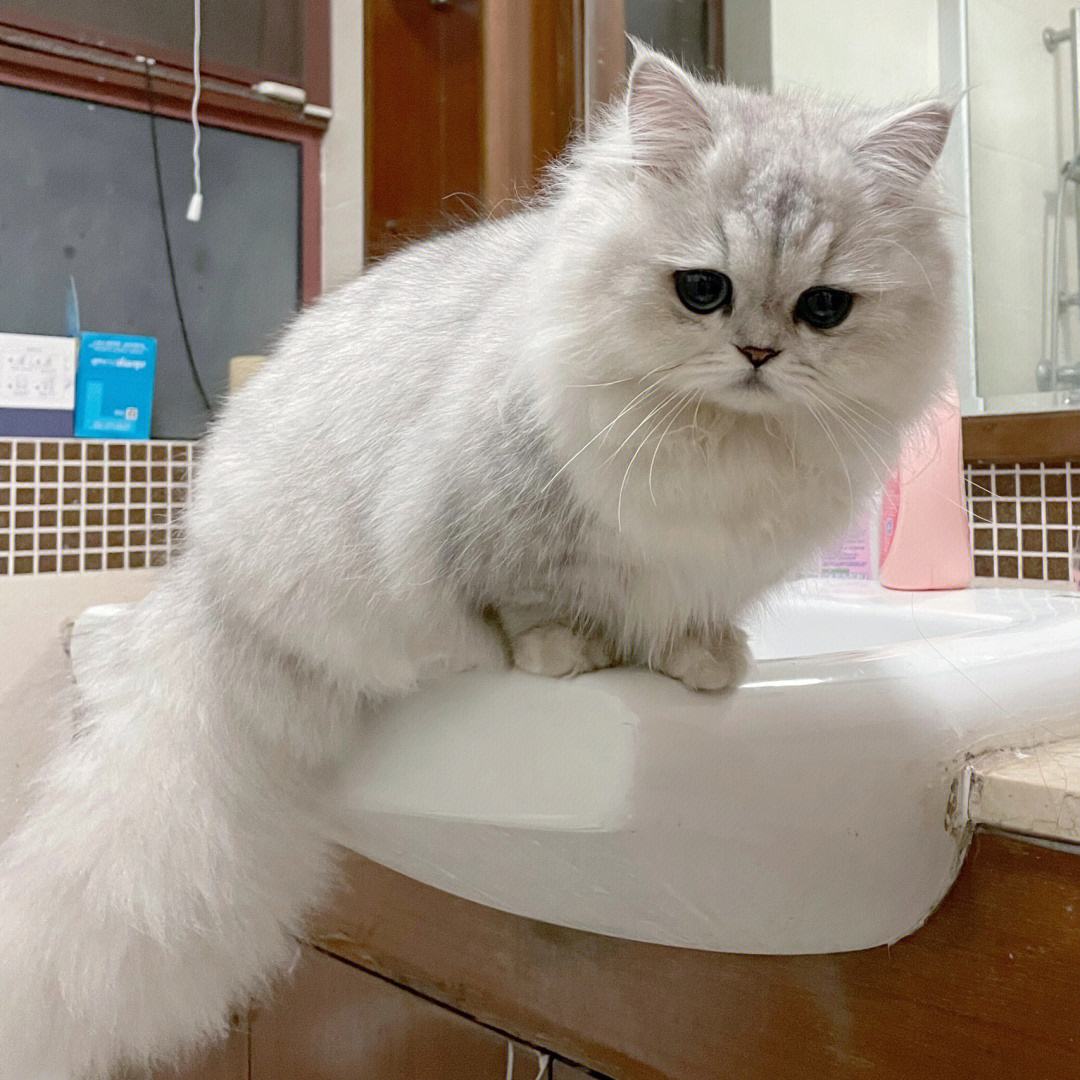 价格:2500-5000 金吉拉是由波斯猫培育出来的品种,它们长相优雅,爱