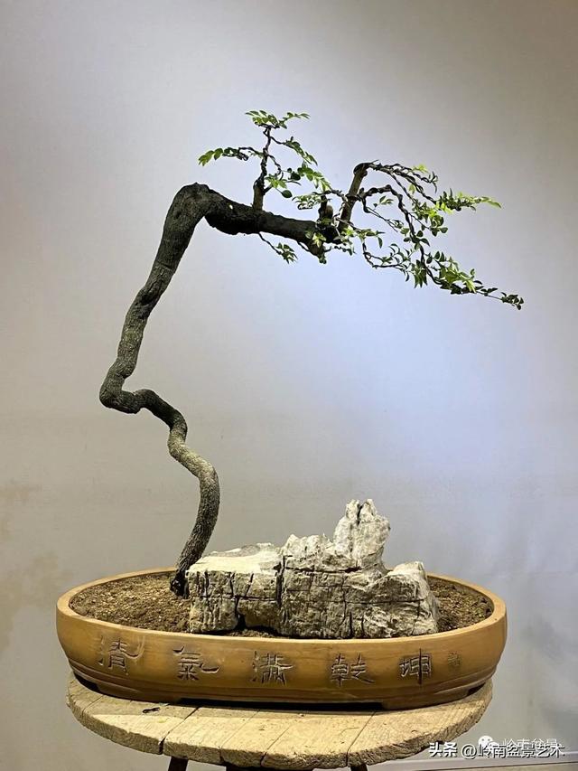 黑骨茶盆景怎么养护，黑骨茶盆景怎么养护视频（一棵黑骨茶盆景的改作引来老中青少四代树痴乐此不疲）