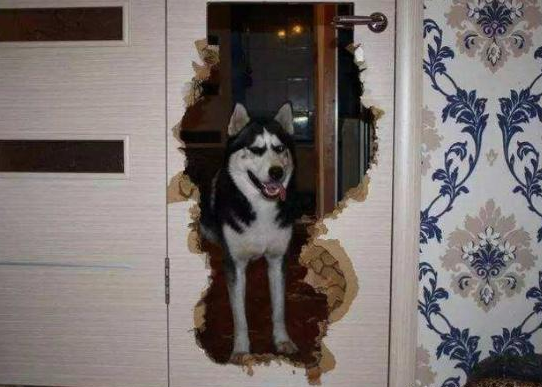 金毛是哪个国家的，十大聪明犬排名（被评为“无攻击性”的3种狗）