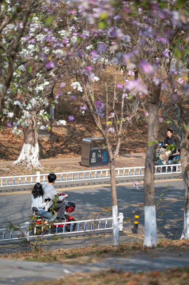 春风不解风情吹动少年的心，春风不解风情吹动少年的心歌词（春风不解风情，吹动了少年的心图片）