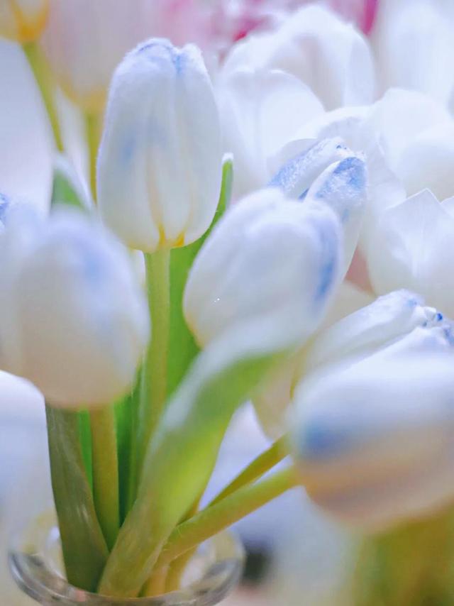 白色郁金香花语，郁金香的花语和传说（世界花后郁金香）