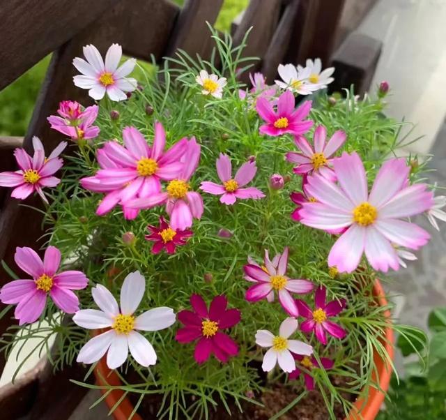 春天开的常见的花，春天开的常见的花图片（超齐全的播种时间表）