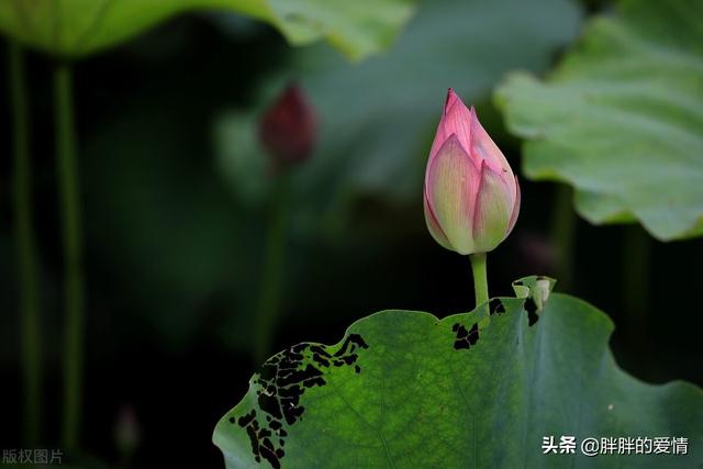 看淡生死的句子，看透生死经典句子（一切随缘；看淡人心）