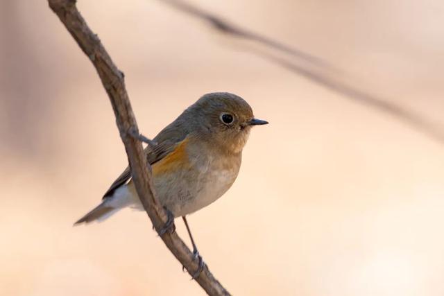 橇的意思（橇怎么读，橇的意思和拼音（奇妙有趣的三叠字）