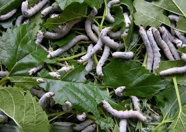 僵蚕的作用与功效，每天学习一味中药——僵蚕