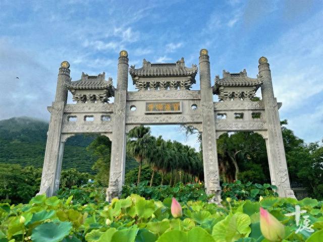 一场夏日视觉盛宴，打卡宝莲禅寺，香港最大荷花展！