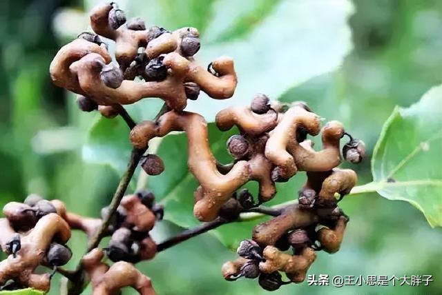 世界上最恐怖的水果，世界上最恐怖的水果图片（名字太“奇特”）