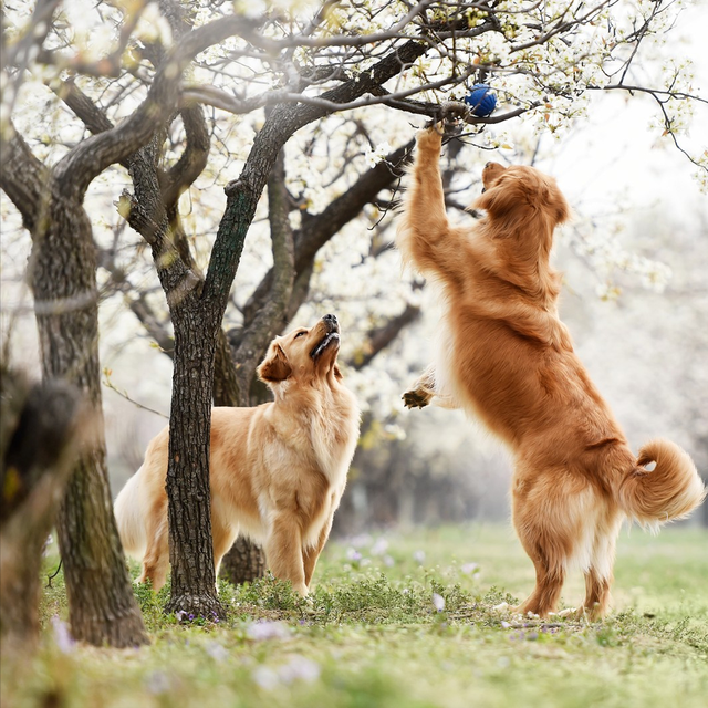怎么养狗狗才正确方法，怎么养狗狗的方法大全（饲养狗狗需牢记这“6个点”）