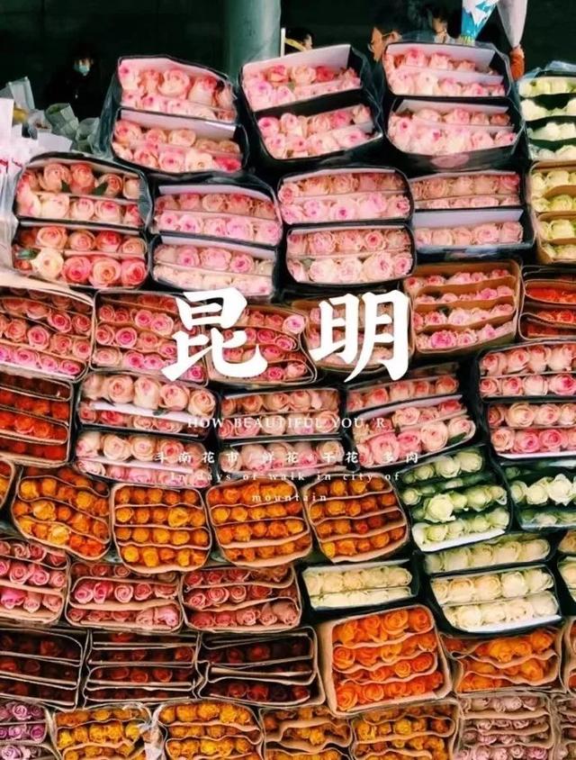 云南最好吃的野生菌在哪，中国最浪漫城市非她莫属