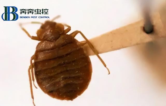 家里有臭虫怎么办，如何防治臭虫（教你5种方法易操作）