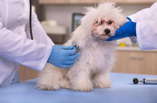 狗多大年龄2021，狗狗的年龄有多大（宠主一定要好好珍惜自家狗）