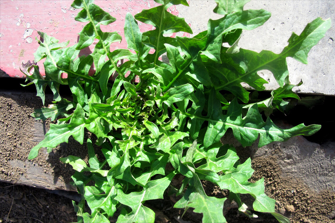 咱们国家自古就有采集和食用野生荠菜的习惯,在很多古籍中也能看到有