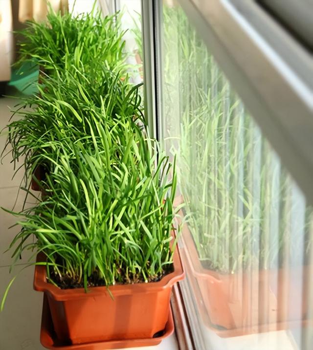 冬天吃什么菜好，冬天吃什么菜最好（下雪天冻不死）