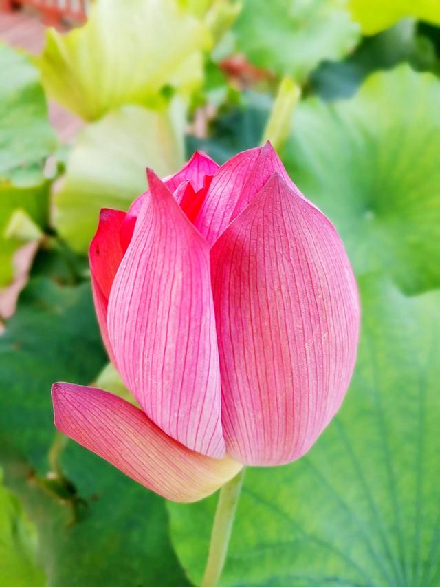 夏天荷花的描写，描写夏天荷花的景色（夏日荷花別样美）